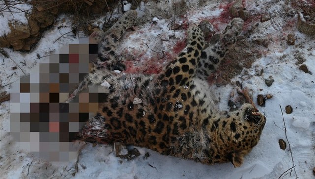 地方新闻精选｜国内首次发现东北虎捕食东北豹 河南查处一批散布“地域黑”账号