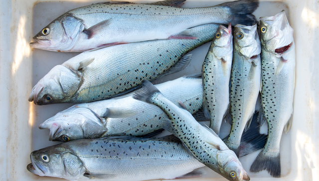 用集装箱养出来的鱼有什么不同？