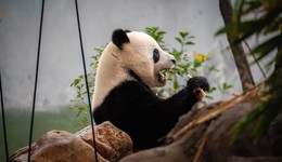 地方新聞精選｜廣州將積極探索創(chuàng)建國家動物園 首例未成年人文身公益訴訟案達成調(diào)解