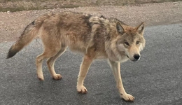 当可可西里网红狼变得狗里狗气