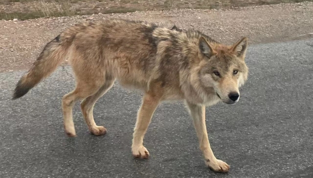 动物保护,社交媒体,网络文化,可可西里,网红狼,人类投喂,#网红狐狸死在雪地里#。