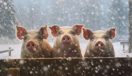 欠债780亿，“养猪一哥”牧原股份豪赌“猪周期”？