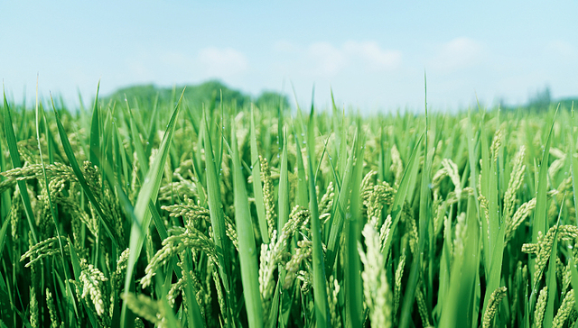 以土地承包为主业的北大荒高层动荡