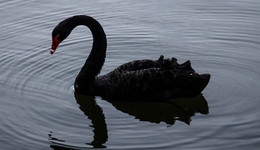 审计部副部长等涉嫌职务侵占，司尔特向公安机关报案，股价创阶段新低