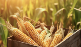 ST貴人“隱瞞”8.8億關聯(lián)交易收罰單，前三季度虧損加劇