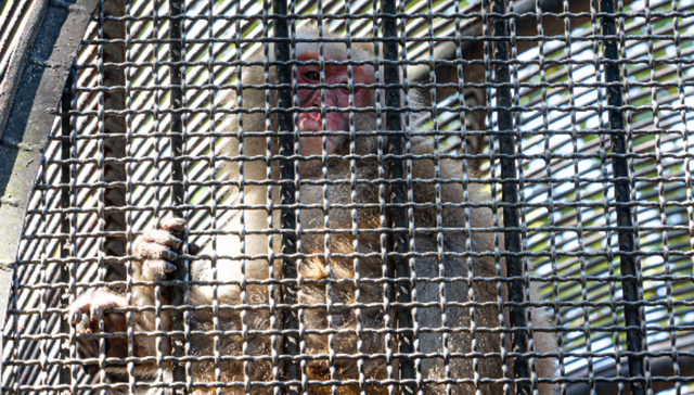 昭衍新药净利润大跌七成，高价“囤猴”持续拖累业绩
