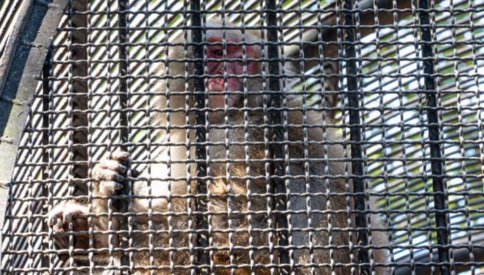 昭衍新药净利润大跌七成，高价“囤猴”持续拖累业绩