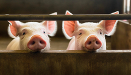 克明食品被“猪队友”坑了