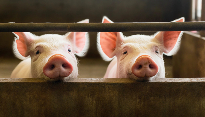 克明食品,生猪养殖,