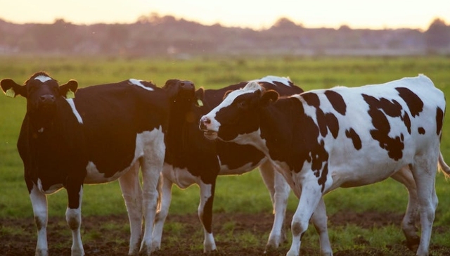 扎克伯格,养殖业,环保,生活方式,