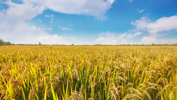 养猪失血,大北农,2023年,转亏,加大,种业,投入