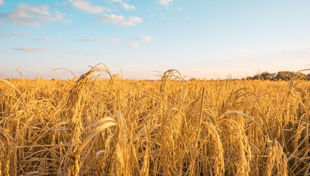 【观察】单产量提升为何是粮食增产重心？