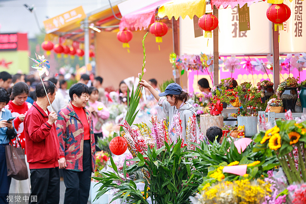 盒马,蝴蝶兰,花市,年宵花,冬青