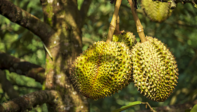 进口榴莲价格上涨，越南榴莲在争抢泰国榴莲的市场