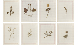 卢梭：“我要变成植物”