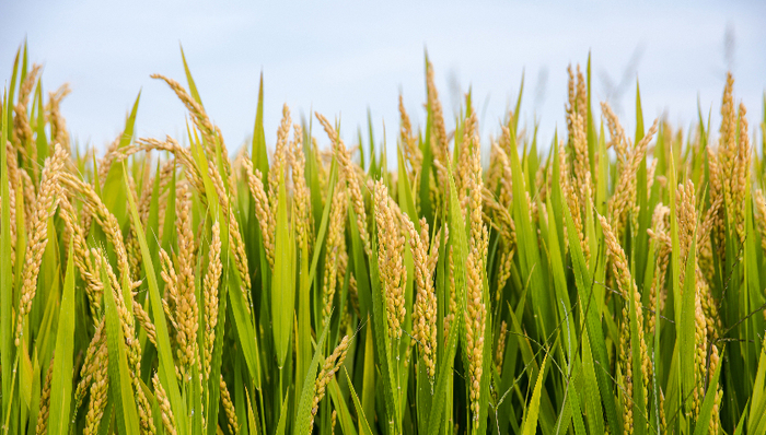 “稻米造血”完成三期临床试验，背后公司计划科创板上市