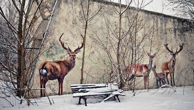 最新研究：切尔诺贝利禁区变异狼已发展出抗癌能力