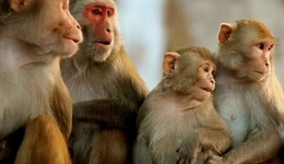 高瓴投的“實驗猴”，啟動IPO了