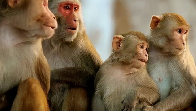 天勤生物,上市,实验动物,