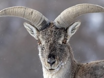 金股挖掘｜單月下跌34.74%，細胞治療的“領頭羊”被錯殺