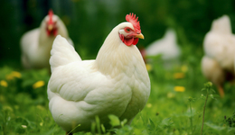 “鸡周期”高开低走，益生股份去年扭亏为盈，今年还能持续吗？