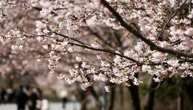 樱花节，文旅消费，赏樱季