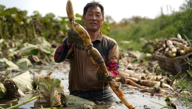 返乡挖藕人：从“逐藕而居”到日入700元