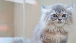 寵物高壓氧艙事故背后，新瑞鵬6年開設(shè)1942家寵物醫(yī)院