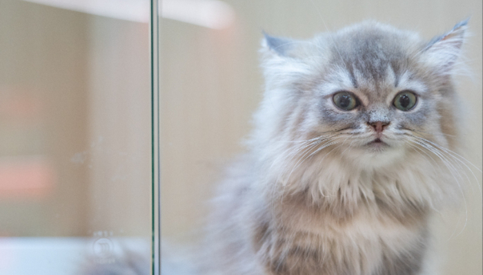 新瑞鹏,消费,宠物经济,IPO,高压氧舱