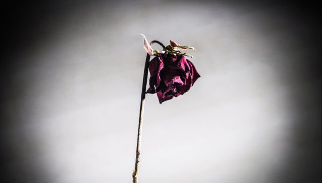 世纪佳缘,珍爱网,婚恋网站,消费