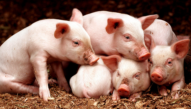 A股,猪周期,投资,天邦食品