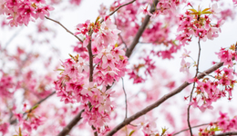 武漢，何以成為“櫻花之都”？