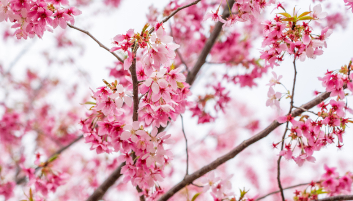 旅游产业,武汉,樱花,城市旅游,