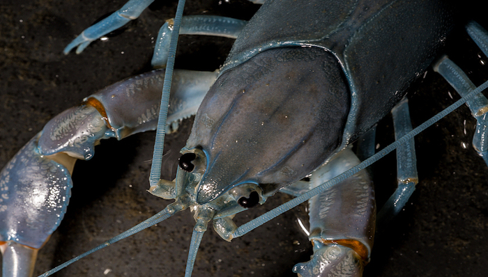 国产澳洲淡水龙虾来了，小龙虾产能过剩有救了？