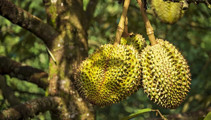 国产金枕榴莲将于5月上市，榴莲价格会降吗？
