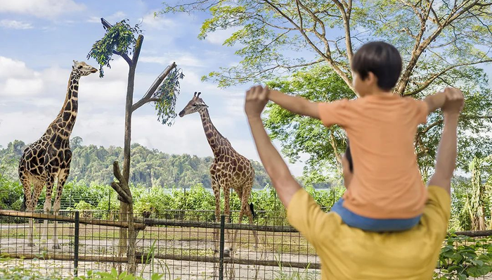 奇趣24小时，在新加坡探秘热带雨林里的动物世界