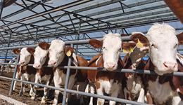 賣墓地成“非吸”被判，福成股份回歸養(yǎng)牛