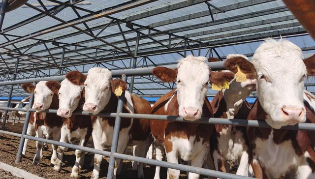 福成股份,A股,资本运作,投资