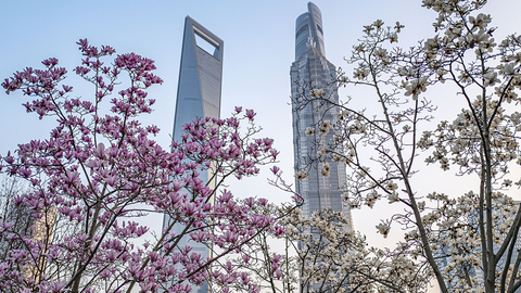 再向全球伸出橄榄枝，上海之“链”何以共创未来