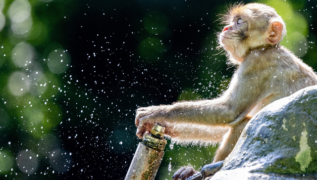 高价“囤猴”的昭衍新药这次栽了大跟头