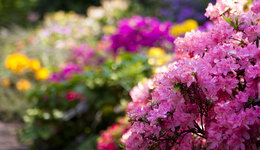 為什么花園是完美謀殺案的理想場所？