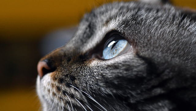 一头动物的善与恶，人可以感受得一清二楚 | 一周新书推荐