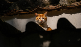 對“虐貓”的憤慨，是為動物爭取正義的第一步