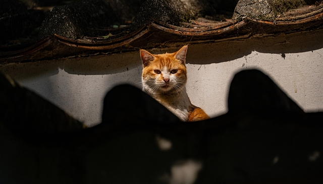 对“虐猫”的愤慨，是为动物争取正义的第一步