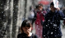 北京人讨厌的柳絮背后，有一个过敏产业链