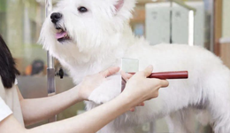 卷不動的年輕人：混職場，還不如去打扮寵物