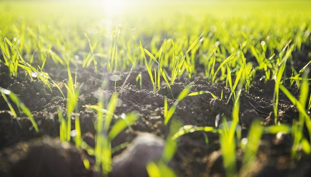 【追踪】开鲁县承包地事件进入诉讼，庭前调解未达成协议