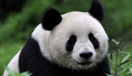 动物园怎么逆袭成了顶流？