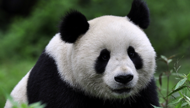 动物园,熊猫,旅游,消费