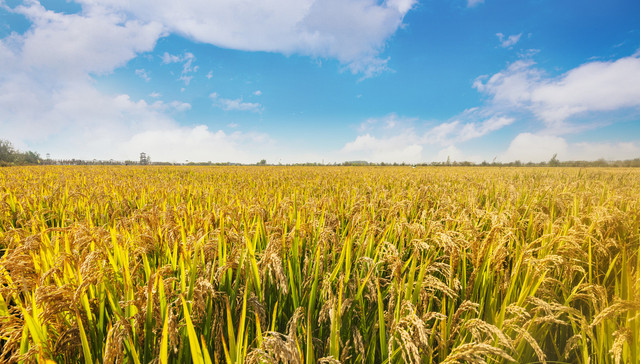 大北农,止盈转亏,债务负担,持续加重,加大种业,投入